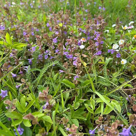 Klavas Sigulda